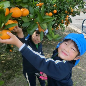 🍊年長組🍊ハッピーデー「みかん狩り」